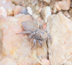 Habronattus clypeatus