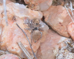 Habronattus clypeatus