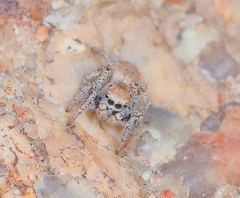 Habronattus clypeatus