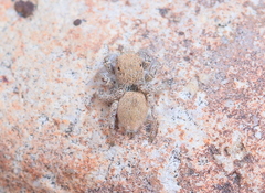 Habronattus clypeatus