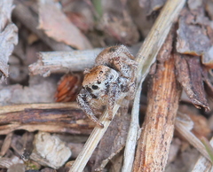 Habronattus clypeatus