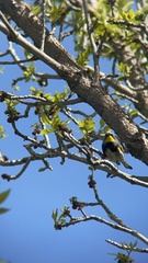 Setophaga coronata
