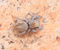 Habronattus clypeatus
