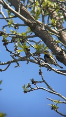 Setophaga coronata