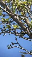 Setophaga coronata