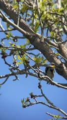 Setophaga coronata