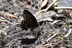 Papilio troilus image