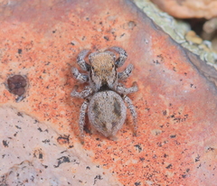 Habronattus clypeatus