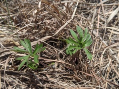 Delphinium carolinianum virescens