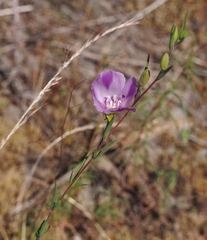 Clarkia purpurea viminea