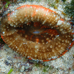 Homophyllia australis