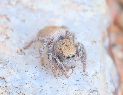 Habronattus clypeatus
