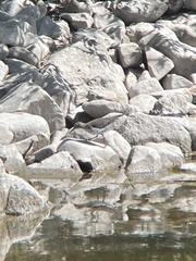 Actitis macularius