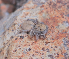 Habronattus clypeatus