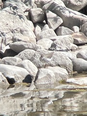 Actitis macularius