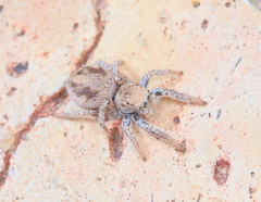 Habronattus clypeatus