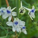 Pale Larkspur - Photo (c) J. Maughn, some rights reserved (CC BY-NC), uploaded by James Maughn