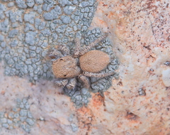 Habronattus clypeatus