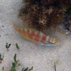 Pseudolabrus luculentus