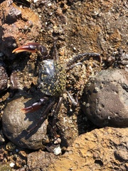 Paragrapsus laevis