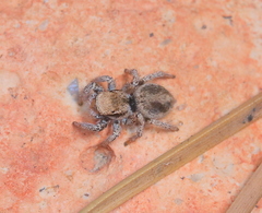 Habronattus clypeatus