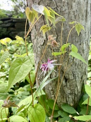 Epimedium × rubrum