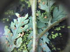 Parapolystichum microsorum pentangulare