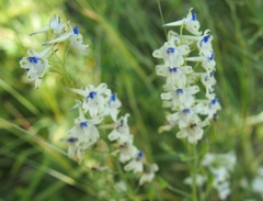 Delphinium leucophaeum