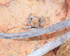 Habronattus clypeatus