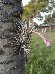 Tillandsia recurvifolia