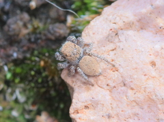 Habronattus clypeatus