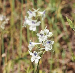 Delphinium leucophaeum