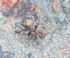 Habronattus clypeatus
