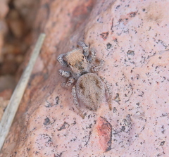 Habronattus clypeatus