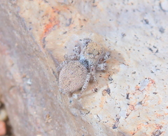 Habronattus clypeatus