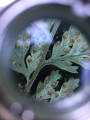 Parapolystichum microsorum pentangulare