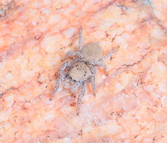 Habronattus clypeatus