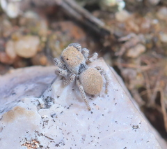 Habronattus clypeatus