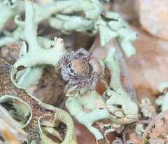 Habronattus clypeatus