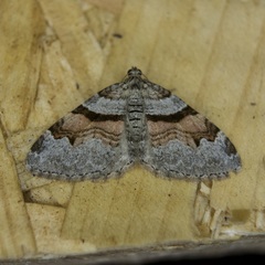 Xanthorhoe labradorensis