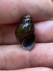 Campeloma decampi