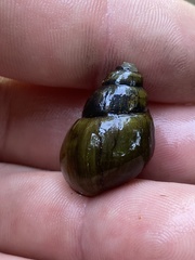 Campeloma decampi