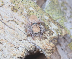 Habronattus clypeatus