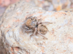 Habronattus clypeatus