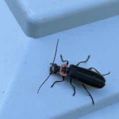 Podabrus brevicollis