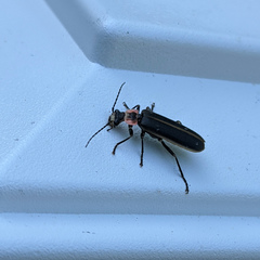 Podabrus brevicollis