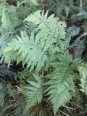 Parapolystichum microsorum pentangulare