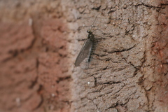 Siphlonuridae