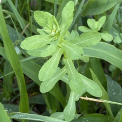 Euphorbia platyphyllos