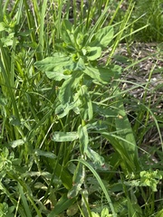 Euphorbia platyphyllos